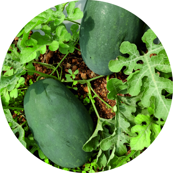 Watermelon Seeds